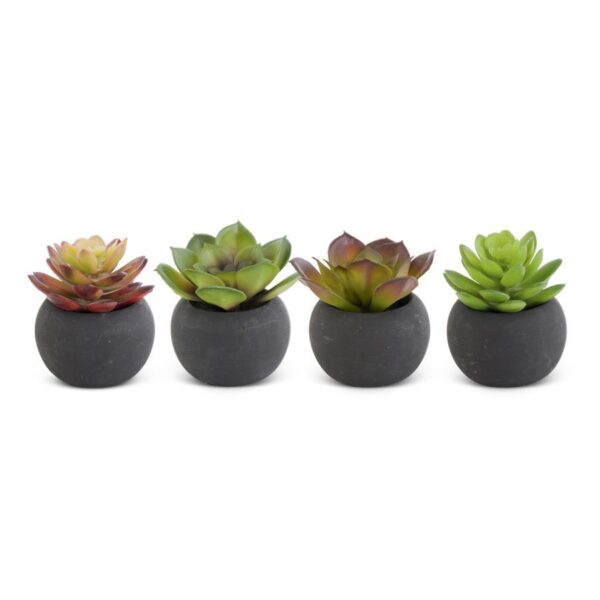 Succulents in Black Pot