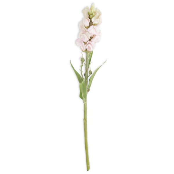 Stock Flower Stem