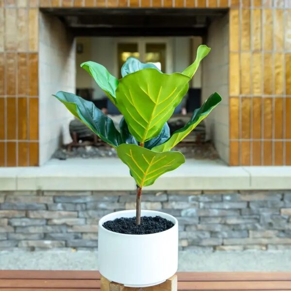 Fiddle Leaf in Ceramic Planter on Wood Stand - Image 2