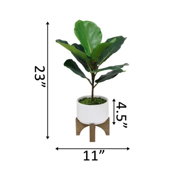 Fiddle Leaf in Ceramic Planter on Wood Stand - Image 3