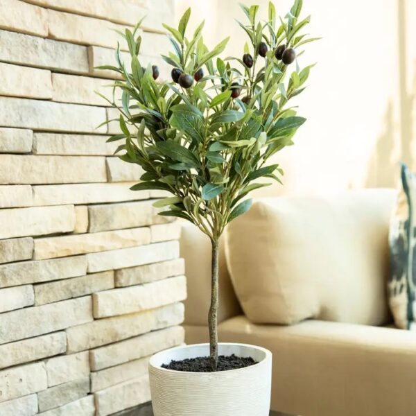 Olive Tree in Cement Pot - Image 2