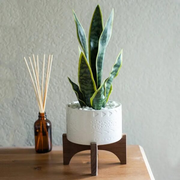 Snake Plant in Ceramic Planter on Stand - Image 2