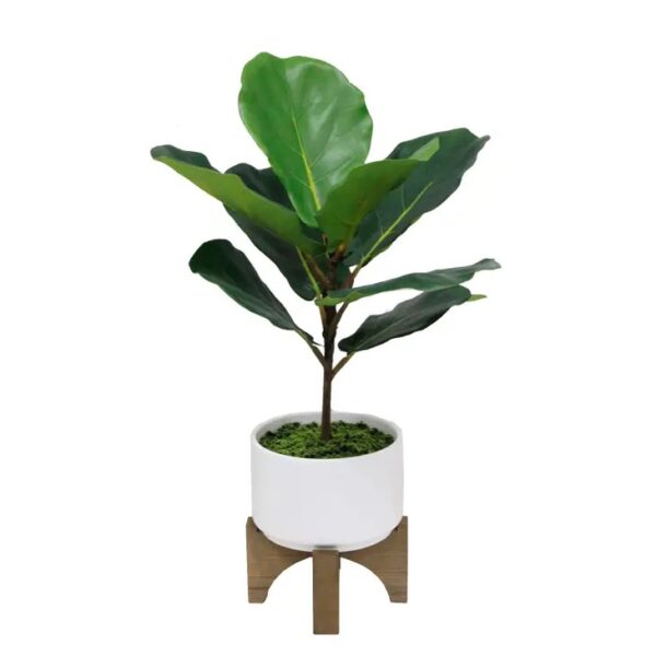 Fiddle Leaf in Ceramic Planter on Wood Stand