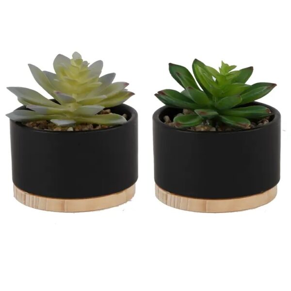 Succulent Mix in Black Ceramic Wood Base