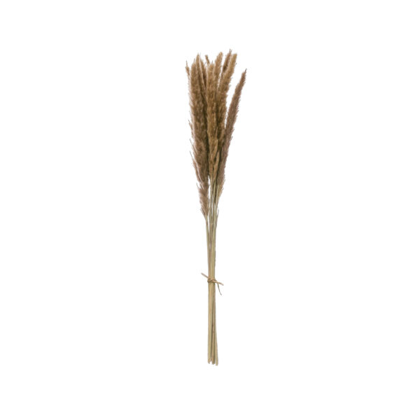 Dried Natural Fountain Grass Bunch