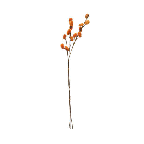 28"H Dried Globe Thistle Bunch, Mustard Color