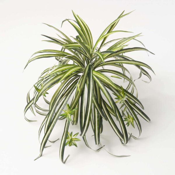 Spider Plant Bush