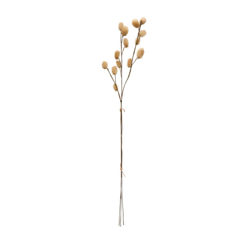 28"H Dried Globe Thistle Bunch Cream