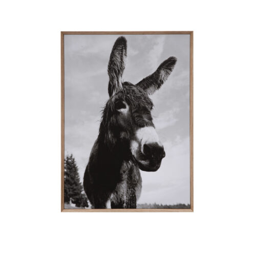 Framed Canvas Wall Décor with Donkey Photography