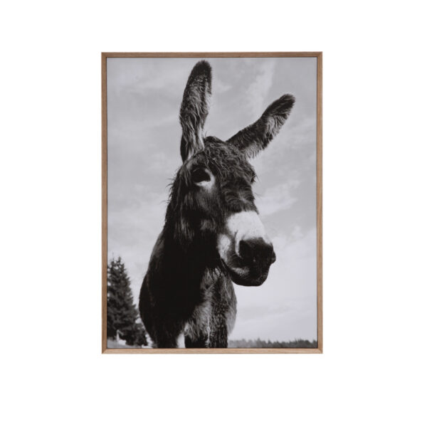 Framed Canvas Wall Décor with Donkey Photography