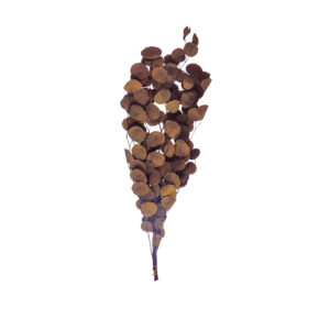 Dried Natural Eucalyptus Bunch