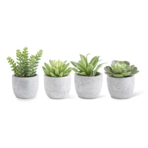Small Succulents in Cement Pots