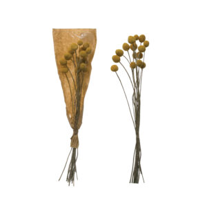 Dried Natural Craspedia Bunch