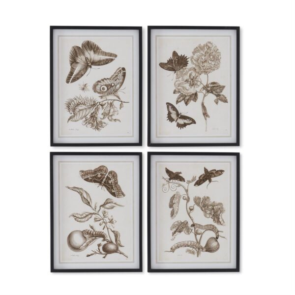 Brown Moth Prints w/Black Wood Frames