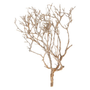 Dried Natural Justicia Sea Bush