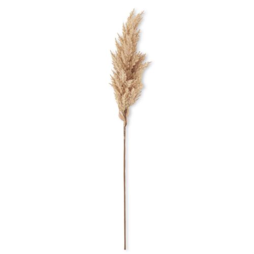 Tan Sorghum Grass Stem