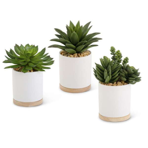 Succulents in Ceramic White Pot w/Natural Wood Base