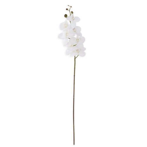 White Orchid Stem