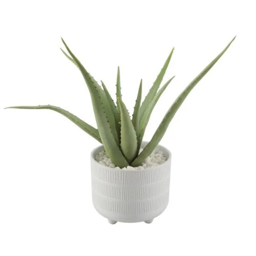Aloe in Footed Ceramic Pot