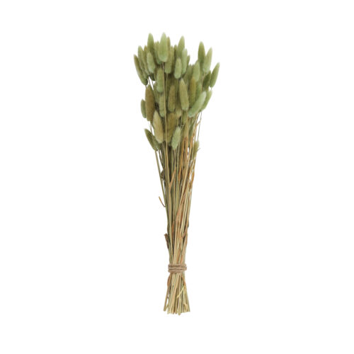 Dried Natural Bunny Tail Grass Bunch