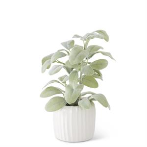 Lambs Ear in White Ribbed Ceramic Pot