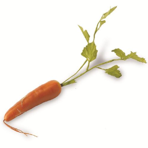 Long Carrot | Orange