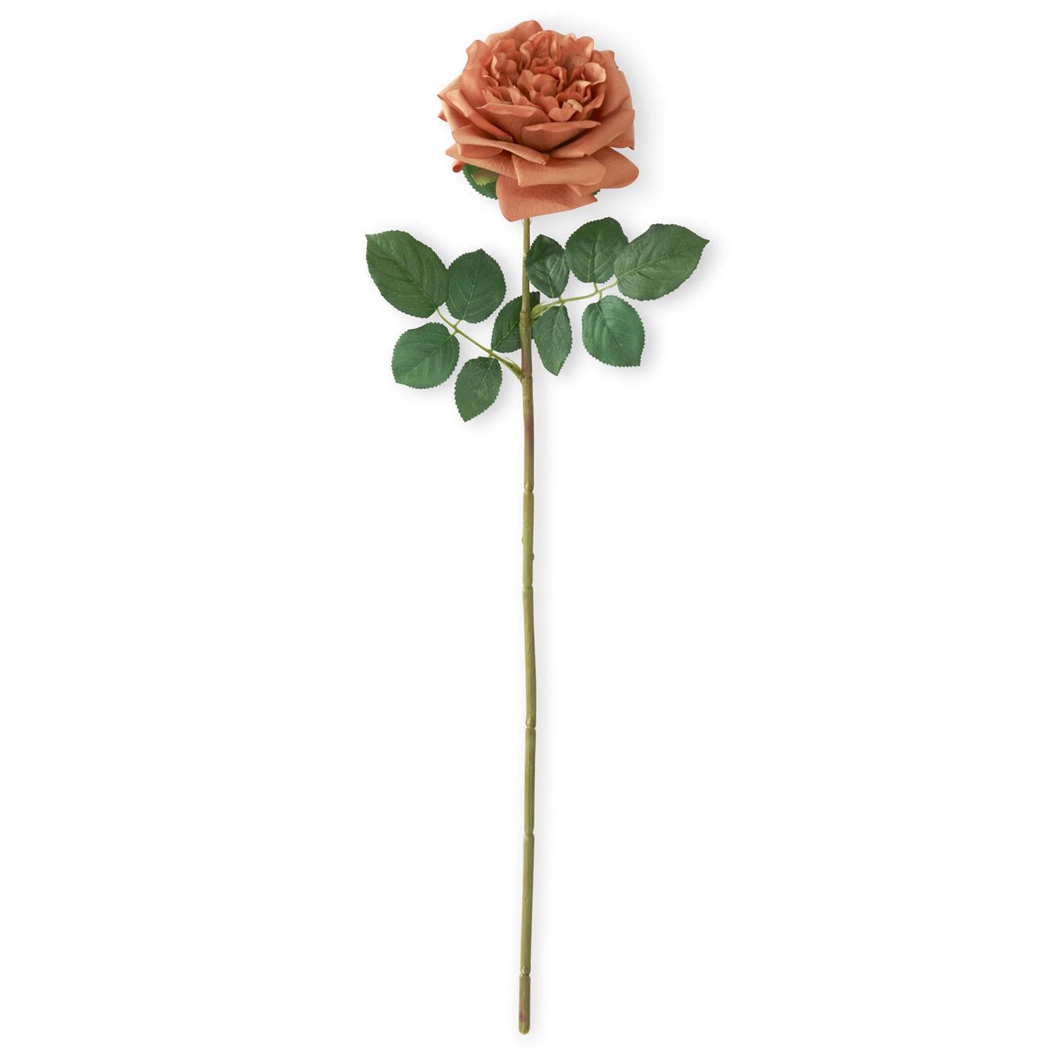 Rust Brown Queens Crown Rose