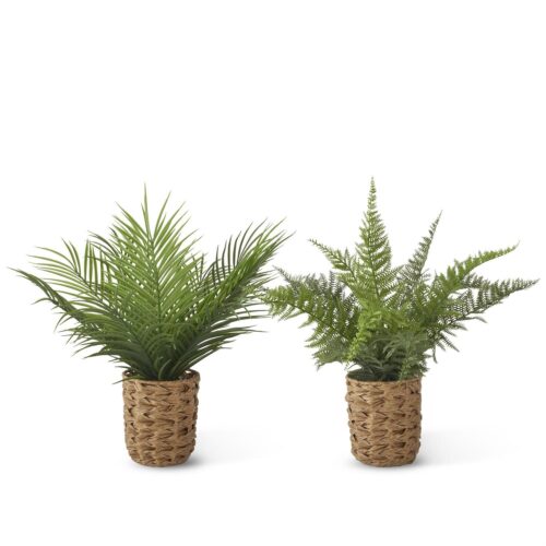 Ferns in Woven Pots w/Faux Rocks